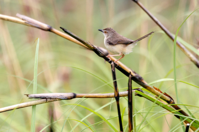 <i class='fa fa-user'></i> Louis56 |   Jungleprinia  <i class='fa fa-eye'> 144</i>   <i class='fa fa-comment-o'> 2</i>