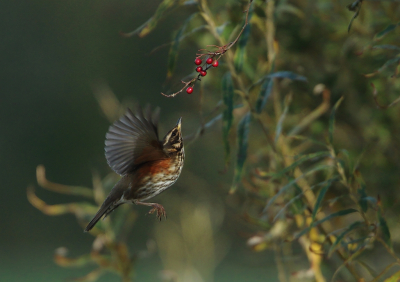 <i class='fa fa-user'></i> horneman69 |   Koperwiek  <i class='fa fa-eye'> 381</i>  <i class='fa fa-thumbs-up'> 16</i>   <i class='fa fa-comment-o'> 13</i>