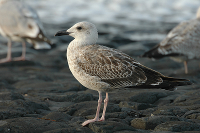 Terwijl iedereen genoot van een Amerikaanse Verdwaalgast stond de dijk vol met fraaie meeuwen. Haha.
Waaronder deze zeer fraaie intermedius.