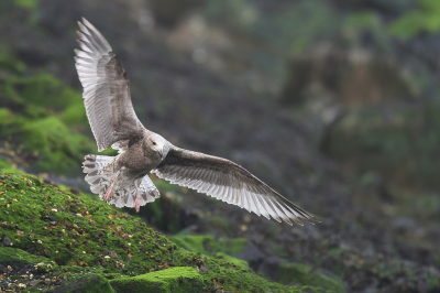 <i class='fa fa-user'></i> Gerard Visser |   Zilvermeeuw  <i class='fa fa-eye'> 102</i>  <i class='fa fa-thumbs-up'> 1</i>   <i class='fa fa-comment-o'> 9</i>