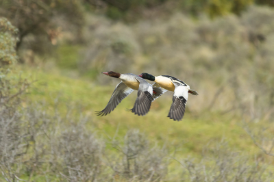 Door een van mijn struindagen inde AWD heb ik deze plaat geschoten met mijn oude 150-500 mm Sigma. Ik vind een hele mooie vlucht foto misschien jammer dat ze iets te dicht op elkaar zitten snavel van de man is niet geheel in beeld. Het was wat bewolkt weer.