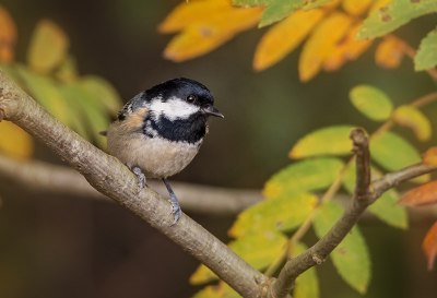 <i class='fa fa-user'></i> Hillebrand Keun |   Zwarte Mees  <i class='fa fa-eye'> 231</i>  <i class='fa fa-thumbs-up'> 7</i>   <i class='fa fa-comment-o'> 7</i>