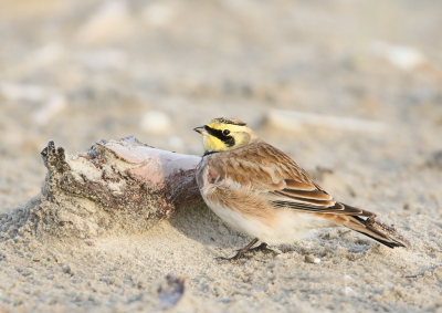 Vanochtend westenwind , waardoor een groot deel van het strand niet toegankelijk was vanwege het opstuwende water. Ook de vogels zoeken dan beschutting als ze uitgegeten zijn. Als de groep groot is zijn ze erg "vliegerig "en dus niet benaderbaar.  
Deze strandleeuwerik zat apart en dat gaf een mooie kans om dichtbij te komen. Zelfs liggend op het strand heb ik foto's kunnen maken , maar daar stond de vogel alleen op tussen de schelpjes en ik vond deze met de stronk al schuilplaats tegen de wind wat "boeiender ".