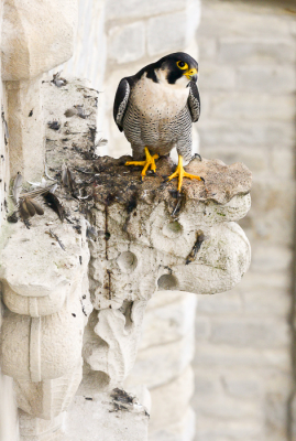 <i class='fa fa-user'></i> manu |   Slechtvalk  <i class='fa fa-eye'> 427</i>  <i class='fa fa-thumbs-up'> 10</i>   <i class='fa fa-comment-o'> 13</i>