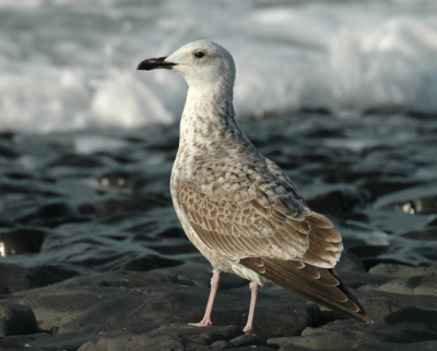 Naast deze fraaie 1e winter Pontische Meeuw zat er ook nog een Roodoogvireo in het dorp.