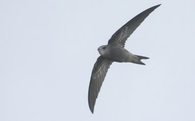 <i class='fa fa-user'></i> Lennart Verheuvel |   Vale Gierzwaluw  <i class='fa fa-eye'> 423</i>  <i class='fa fa-thumbs-up'> 24</i>   <i class='fa fa-comment-o'> 13</i>