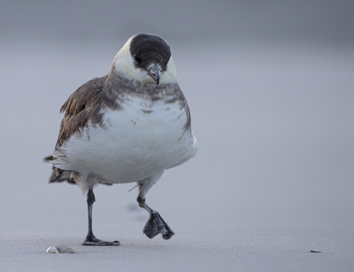 <i class='fa fa-user'></i> Jan P |   Kleine Jager  <i class='fa fa-eye'> 315</i>  <i class='fa fa-thumbs-up'> 10</i>   <i class='fa fa-comment-o'> 12</i>