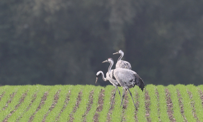 <i class='fa fa-user'></i> loek van de Leur |   Kraanvogel  <i class='fa fa-eye'> 297</i>  <i class='fa fa-thumbs-up'> 5</i>   <i class='fa fa-comment-o'> 10</i>