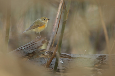 <i class='fa fa-user'></i> thijsglastra |   Blauwstaart  <i class='fa fa-eye'> 439</i>  <i class='fa fa-thumbs-up'> 25</i>   <i class='fa fa-comment-o'> 21</i>