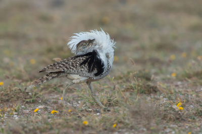 <i class='fa fa-user'></i> Rijn Bcude |   Westelijke Kraagtrap  <i class='fa fa-eye'> 259</i>  <i class='fa fa-thumbs-up'> 15</i>   <i class='fa fa-comment-o'> 14</i>