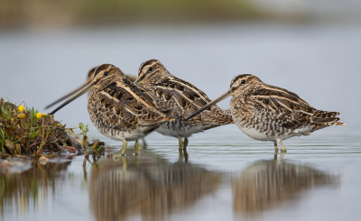 <i class='fa fa-user'></i> Marco Simonis |   Watersnip  <i class='fa fa-eye'> 343</i>  <i class='fa fa-thumbs-up'> 13</i>   <i class='fa fa-comment-o'> 10</i>