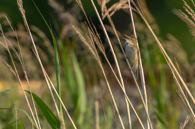 <i class='fa fa-user'></i> Willem Verhagen |   Struikrietzanger  <i class='fa fa-eye'> 238</i>   <i class='fa fa-comment-o'> 0</i>