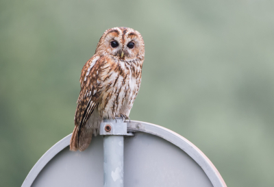 <i class='fa fa-user'></i> LeerdammerKees |   Bosuil  <i class='fa fa-eye'> 537</i>  <i class='fa fa-thumbs-up'> 39</i>   <i class='fa fa-comment-o'> 25</i>