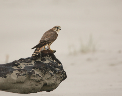 <i class='fa fa-user'></i> Henk Wiebe van der Meulen |   Smelleken  <i class='fa fa-eye'> 378</i>  <i class='fa fa-thumbs-up'> 19</i>   <i class='fa fa-comment-o'> 11</i>