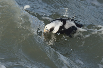 <i class='fa fa-user'></i> josephine |   IJseend  <i class='fa fa-eye'> 338</i>  <i class='fa fa-thumbs-up'> 4</i>   <i class='fa fa-comment-o'> 7</i>