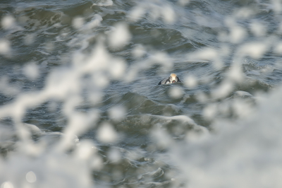 <i class='fa fa-user'></i> josephine |   IJseend  <i class='fa fa-eye'> 429</i>  <i class='fa fa-thumbs-up'> 35</i>   <i class='fa fa-comment-o'> 27</i>