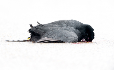 <i class='fa fa-user'></i> Hans Overduin |   Meerkoet  <i class='fa fa-eye'> 562</i>  <i class='fa fa-thumbs-up'> 16</i>   <i class='fa fa-comment-o'> 28</i>