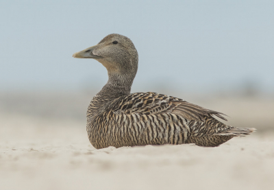 <i class='fa fa-user'></i> Carlo |   Eider  <i class='fa fa-eye'> 287</i>  <i class='fa fa-thumbs-up'> 16</i>   <i class='fa fa-comment-o'> 10</i>