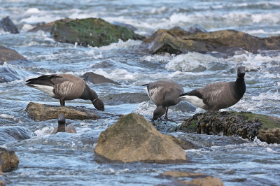 <i class='fa fa-user'></i> Henk Baptist |   Rotgans  <i class='fa fa-eye'> 197</i>   <i class='fa fa-comment-o'> 3</i>