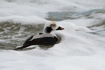 <i class='fa fa-user'></i> Willem Verhagen |   IJseend  <i class='fa fa-eye'> 345</i>  <i class='fa fa-thumbs-up'> 17</i>   <i class='fa fa-comment-o'> 14</i>