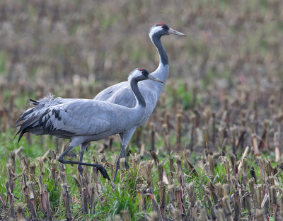 <i class='fa fa-user'></i> Alfred Berkhof |   Kraanvogel  <i class='fa fa-eye'> 239</i>  <i class='fa fa-thumbs-up'> 6</i>   <i class='fa fa-comment-o'> 7</i>