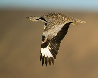 <i class='fa fa-user'></i> Rijn Bcude |   Westelijke Kraagtrap  <i class='fa fa-eye'> 324</i>  <i class='fa fa-thumbs-up'> 28</i>   <i class='fa fa-comment-o'> 14</i>