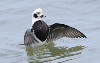 Deze houding heeft meer mijn voorkeur. Scherpteaccent ligt hier meer op de vleugel die ook in de kijkrichting van de vogel valt. Volgens mij heeft ie het best naar zijn zin in Scheveningen want daar is een hoop te beleven. Oud en Nieuw zal hij niet halen, hoewel, je weet nooit.