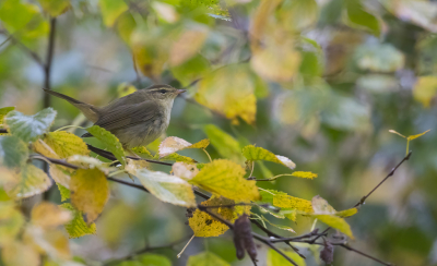 <i class='fa fa-user'></i> Lennart Verheuvel |   Raddes Boszanger  <i class='fa fa-eye'> 357</i>  <i class='fa fa-thumbs-up'> 8</i>   <i class='fa fa-comment-o'> 11</i>