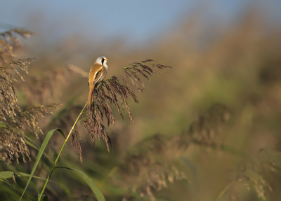 <i class='fa fa-user'></i> Bert Ooms |   Baardman  <i class='fa fa-eye'> 361</i>  <i class='fa fa-thumbs-up'> 21</i>   <i class='fa fa-comment-o'> 17</i>