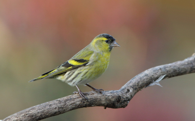 <i class='fa fa-user'></i> horneman69 |   Sijs  <i class='fa fa-eye'> 320</i>  <i class='fa fa-thumbs-up'> 9</i>   <i class='fa fa-comment-o'> 12</i>