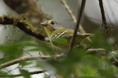 <i class='fa fa-user'></i> Martjan Lammertink |   Streepvleugelmanakin  <i class='fa fa-eye'> 170</i>  <i class='fa fa-thumbs-up'> 1</i>   <i class='fa fa-comment-o'> 2</i>