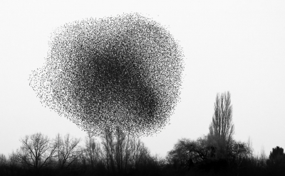 <i class='fa fa-user'></i> Hans Overduin |   Spreeuw  <i class='fa fa-eye'> 395</i>  <i class='fa fa-thumbs-up'> 18</i>   <i class='fa fa-comment-o'> 14</i>