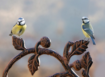 <i class='fa fa-user'></i> Krijn Dijkema |   Pimpelmees  <i class='fa fa-eye'> 372</i>  <i class='fa fa-thumbs-up'> 5</i>   <i class='fa fa-comment-o'> 6</i>