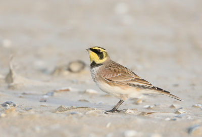 Na wat prachtige foto's van de ijsgors en strandleeuwerik tijdens de "zandstorm " waren er natuurlijk ook momenten dat het licht en de vogels meewerkten. Deze strandleeuwerik zat samen met een ijsgors en een soortgenoot zodanig dichtbij , dat de focus niet alleen op de ijsgors lag , maar tevens de strandleeuwerik op de foto gezet kon en moest worden. Als er een meeuw overvliegt zijn ze alert en dat laat deze foto zien.