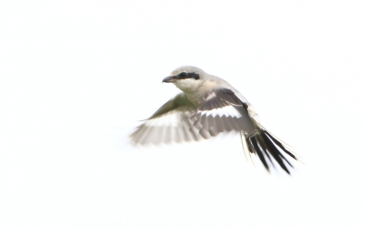 <i class='fa fa-user'></i> horneman69 |   Klapekster  <i class='fa fa-eye'> 267</i>  <i class='fa fa-thumbs-up'> 4</i>   <i class='fa fa-comment-o'> 7</i>