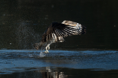 Een mooie ervaring kunnen vastleggen, een jagende visarend in volle actie.
In een schaduwrijke waterrand vliegt hij net de laagstaande zon tegemoet waardoor het opspattende water een mooi actie beeld oplevert. Persoonlijk hou ik wel van zo'n donkere sferen maar dat zal mogelijk niet voor iedereen gelden.