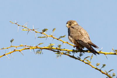 <i class='fa fa-user'></i> Louis56 |   Afrikaanse Boomvalk  <i class='fa fa-eye'> 188</i>   <i class='fa fa-comment-o'> 3</i>