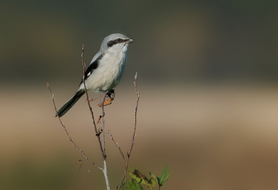 <i class='fa fa-user'></i> Hillebrand Keun |   Klapekster  <i class='fa fa-eye'> 385</i>  <i class='fa fa-thumbs-up'> 24</i>   <i class='fa fa-comment-o'> 10</i>