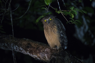 <i class='fa fa-user'></i> Lennart Verheuvel |   Maleise Visuil  <i class='fa fa-eye'> 271</i>  <i class='fa fa-thumbs-up'> 14</i>   <i class='fa fa-comment-o'> 7</i>