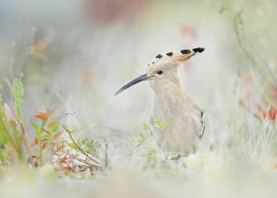 <i class='fa fa-user'></i> thijsglastra |   Hop  <i class='fa fa-eye'> 566</i>  <i class='fa fa-thumbs-up'> 22</i>   <i class='fa fa-comment-o'> 32</i>