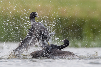 <i class='fa fa-user'></i> Conny Schotanus |   Meerkoet  <i class='fa fa-eye'> 428</i>  <i class='fa fa-thumbs-up'> 19</i>   <i class='fa fa-comment-o'> 15</i>