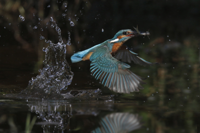 <i class='fa fa-user'></i> Gejo Wassink | IJsvogel  <i class='fa fa-eye'> 443</i>  <i class='fa fa-thumbs-up'> 1</i>   <i class='fa fa-comment-o'> 10</i>
