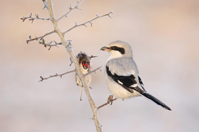 <i class='fa fa-user'></i> thijsglastra |   Klapekster  <i class='fa fa-eye'> 517</i>  <i class='fa fa-thumbs-up'> 32</i>   <i class='fa fa-comment-o'> 19</i>