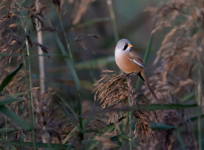 <i class='fa fa-user'></i> Kees Kugel |   Baardman  <i class='fa fa-eye'> 289</i>  <i class='fa fa-thumbs-up'> 10</i>   <i class='fa fa-comment-o'> 10</i>