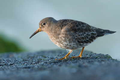 <i class='fa fa-user'></i> Willem Verhagen |   Paarse Strandloper  <i class='fa fa-eye'> 235</i>  <i class='fa fa-thumbs-up'> 1</i>   <i class='fa fa-comment-o'> 6</i>