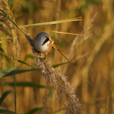 weinig te beleven in de Scherpenissepolder totdat een collega spotter het geluid van de Baardman waarnam tijdstip 12.30 u
van dit prachtige vogeltje meerdere foto's kunnen  maken 
s,Middags terug meet betere lichtomstandigheden  met dit als resultaat
ben er content mee