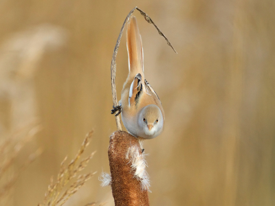 <i class='fa fa-user'></i> anevanrees |   Baardman  <i class='fa fa-eye'> 313</i>  <i class='fa fa-thumbs-up'> 17</i>   <i class='fa fa-comment-o'> 16</i>