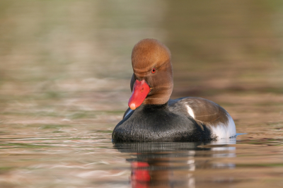 <i class='fa fa-user'></i> wouterroepel |   Krooneend  <i class='fa fa-eye'> 269</i>  <i class='fa fa-thumbs-up'> 1</i>   <i class='fa fa-comment-o'> 3</i>