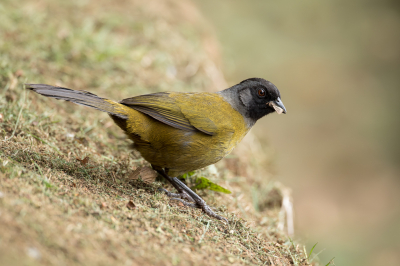 <i class='fa fa-user'></i> Paul van Giersbergen |   Grootpootstruikgors  <i class='fa fa-eye'> 128</i>  <i class='fa fa-thumbs-up'> 2</i>   <i class='fa fa-comment-o'> 2</i>