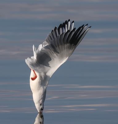 <i class='fa fa-user'></i> loek van de Leur |   Kokmeeuw  <i class='fa fa-eye'> 395</i>  <i class='fa fa-thumbs-up'> 31</i>   <i class='fa fa-comment-o'> 14</i>